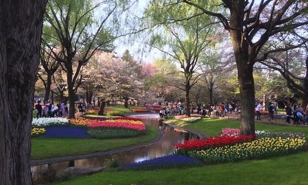 昭和記念公園の春の景色。