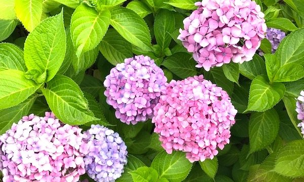 白山神社の紫陽花