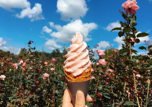 神代植物公園のバラのアイスクリーム