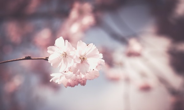 春の時期の贈り物ににおすすめの桜のお菓子のギフトセット6選