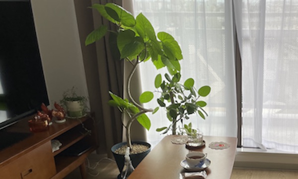 我が家の観葉植物！ベンガレンシスとウンベラータと成長記録