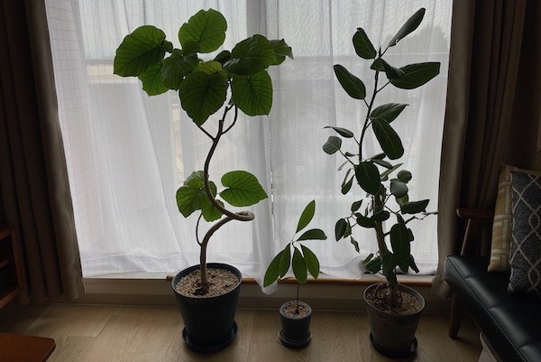 我が家の観葉植物！ベンガレンシスとウンベラータと成長記録