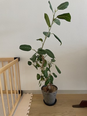 我が家の観葉植物！ベンガレンシスとウンベラータの成長記録