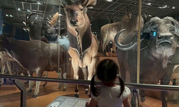 3歳0歳と過ごす夏休み！お出かけ先の記録とレビュー